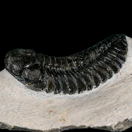 2.5" Moroccops Trilobite Fossil Devonian Morocco 400 Million Years Old COA