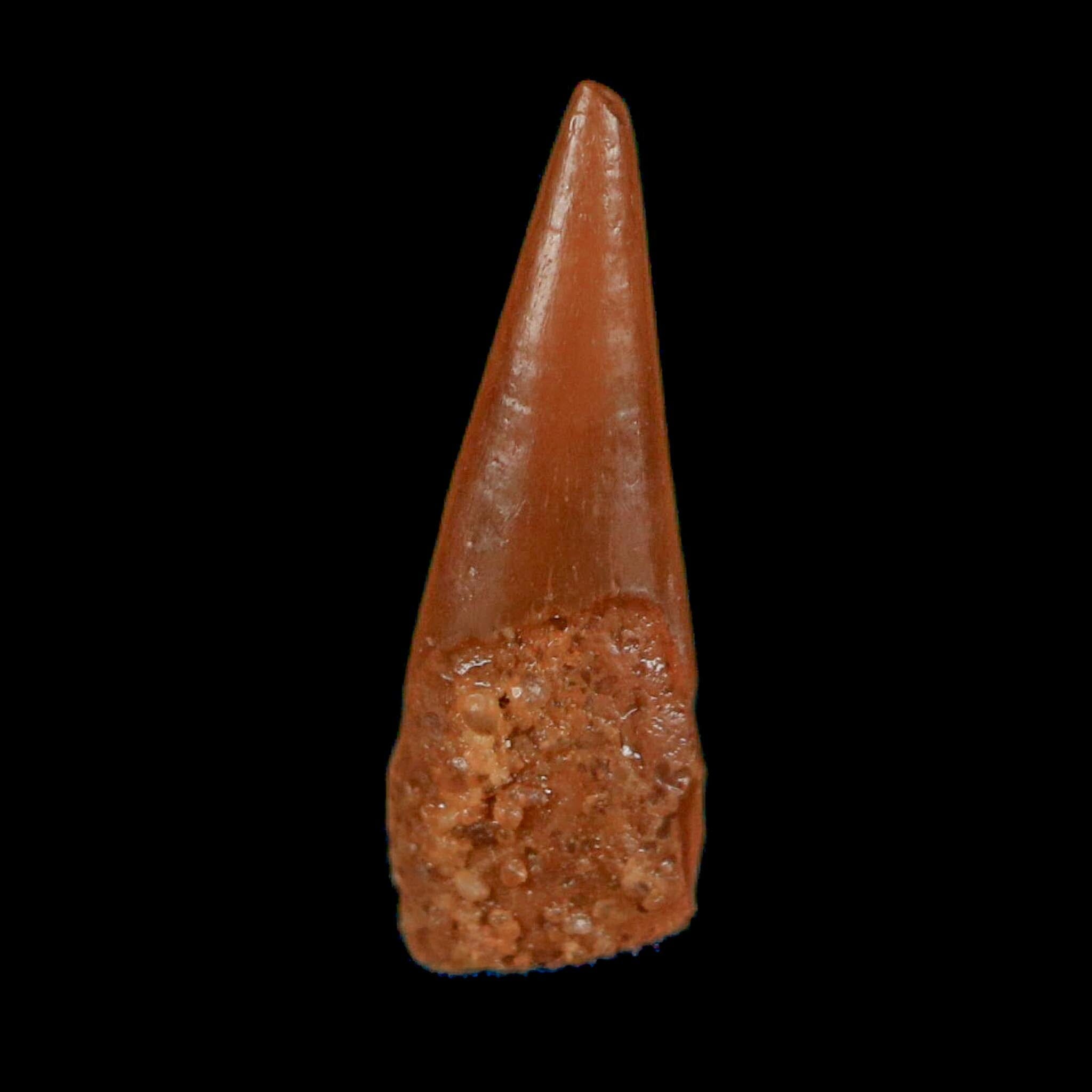 0.6" Pterosaur Coloborhynchus Fossil Tooth Upper Cretaceous Morocco COA, Display - Fossil Age Minerals