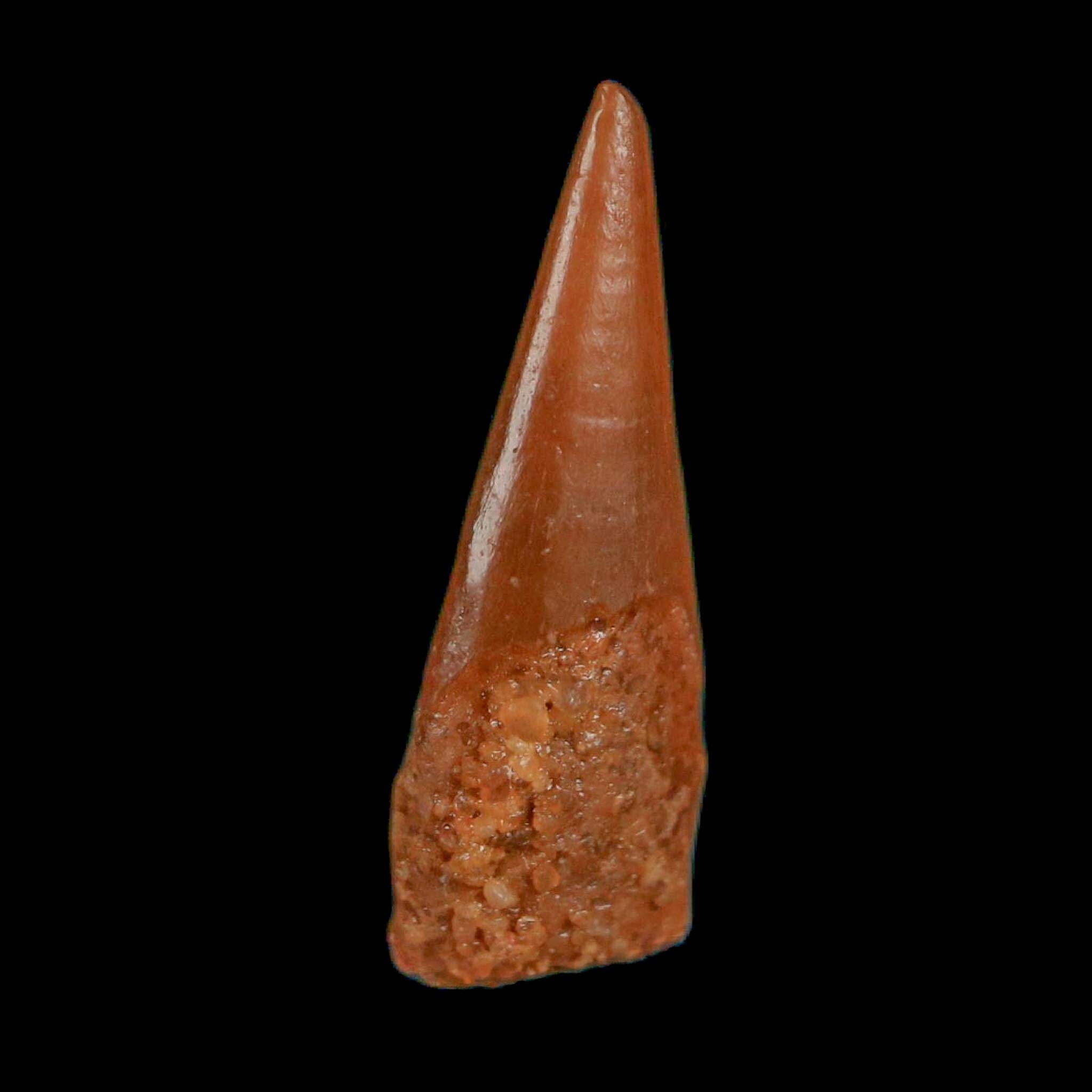 0.6" Pterosaur Coloborhynchus Fossil Tooth Upper Cretaceous Morocco COA, Display - Fossil Age Minerals