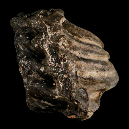 7" Columbian Mammoth Mammuthus Columbi Fossil Tooth Molar Pleistocene Age NC