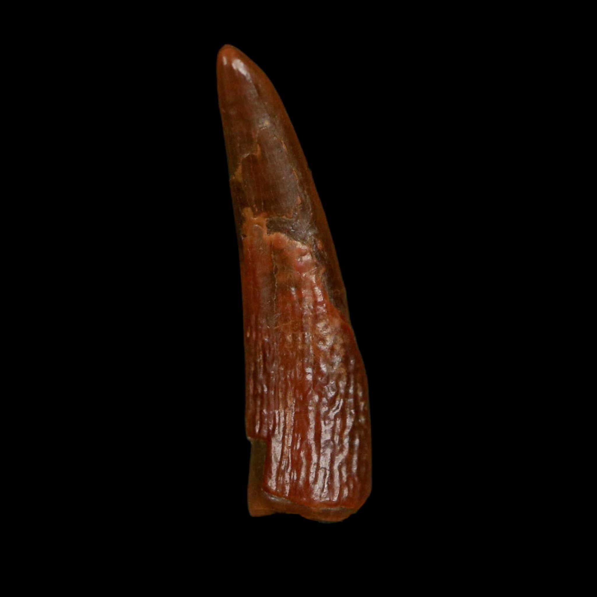 0.7" Pterosaur Coloborhynchus Fossil Tooth Upper Cretaceous Morocco COA, Display - Fossil Age Minerals