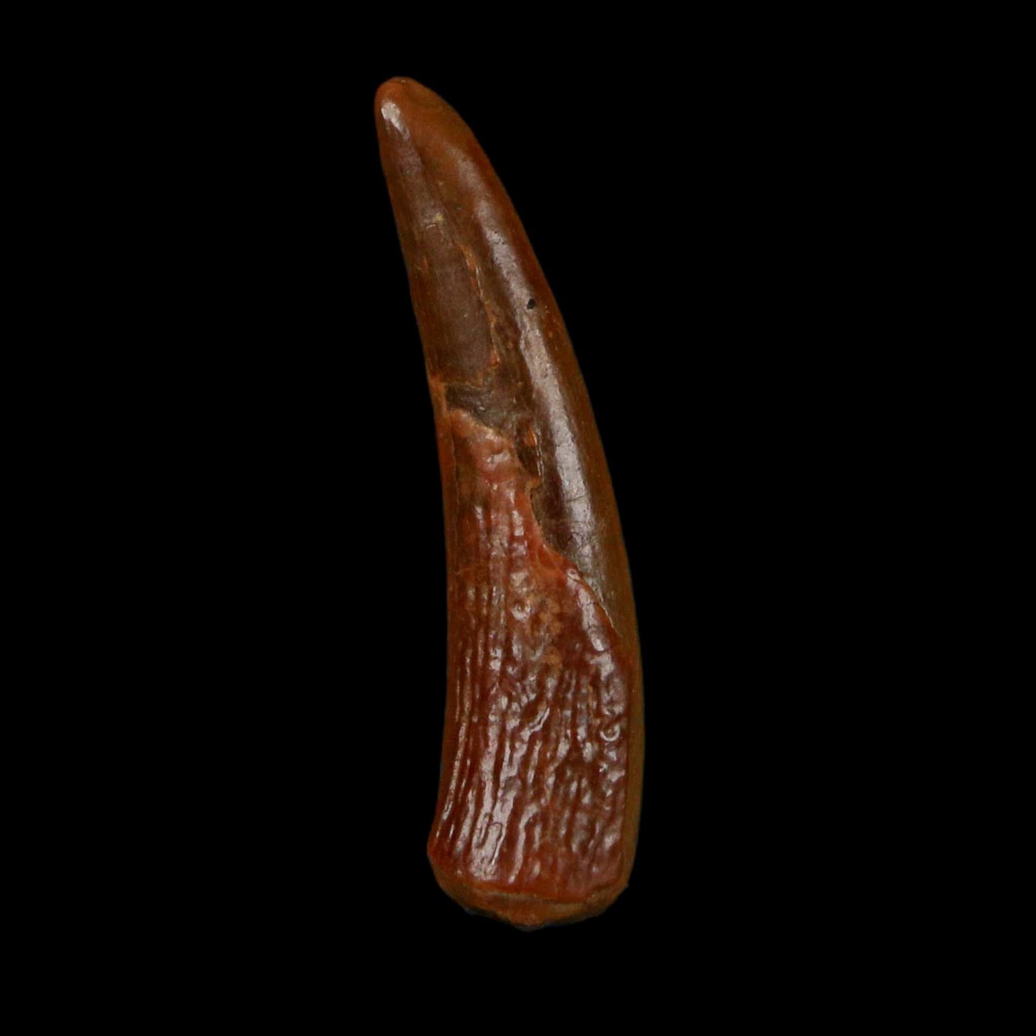 0.7" Pterosaur Coloborhynchus Fossil Tooth Upper Cretaceous Morocco COA, Display - Fossil Age Minerals