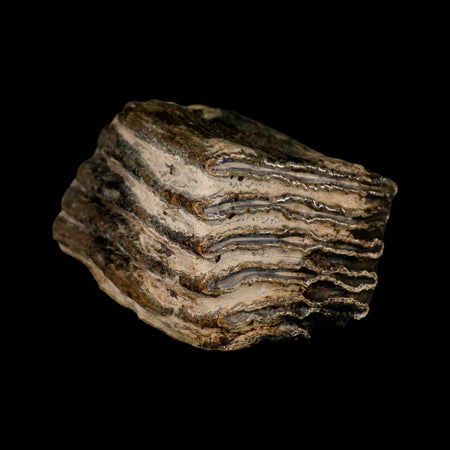 6.8" Columbian Mammoth Mammuthus Columbi Fossil Tooth Molar Pleistocene Age NC