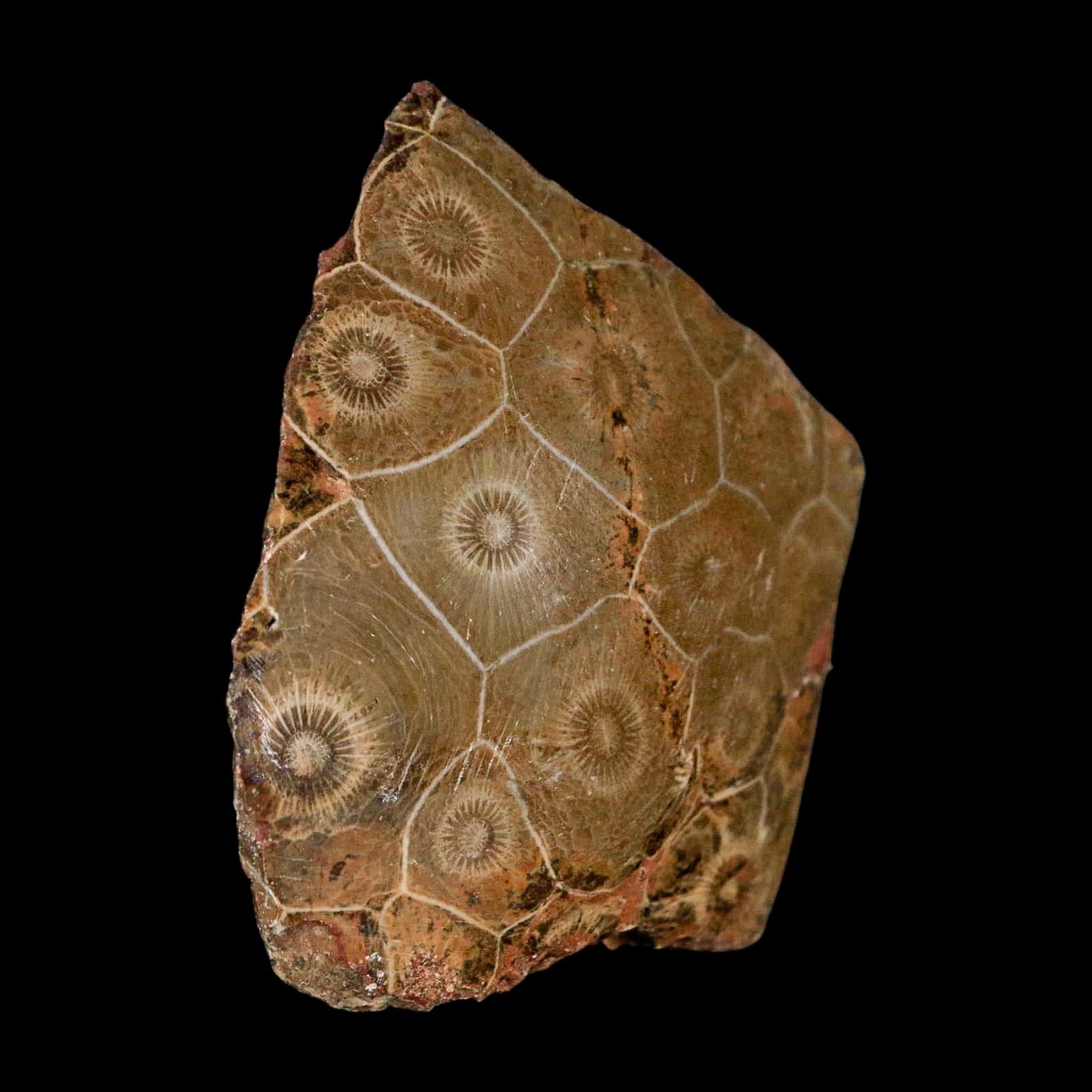 2.6" Polished Hexagonaria Coral Fossil Devonian Age 350 Million Yrs Old Morocco - Fossil Age Minerals