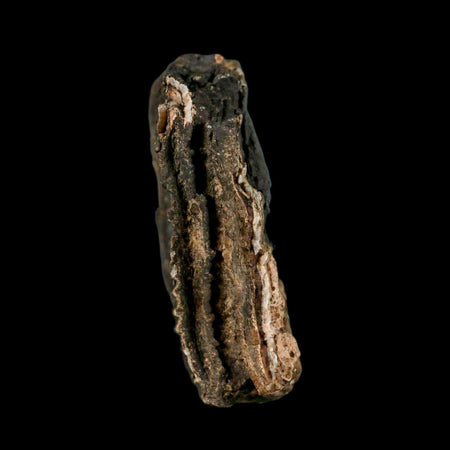 5.4" Columbian Mammoth Mammuthus Columbi Fossil Tooth Molar Pleistocene Age NC