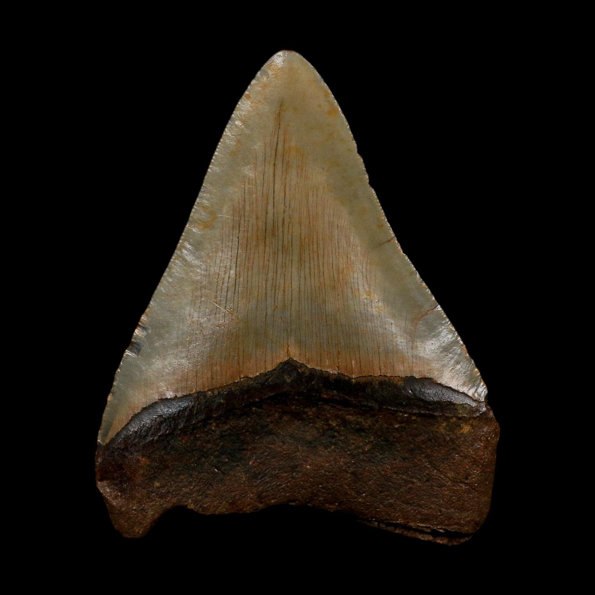 XL 3.6" Quality Megalodon Shark Tooth Serrated Fossil Natural Miocene Age COA