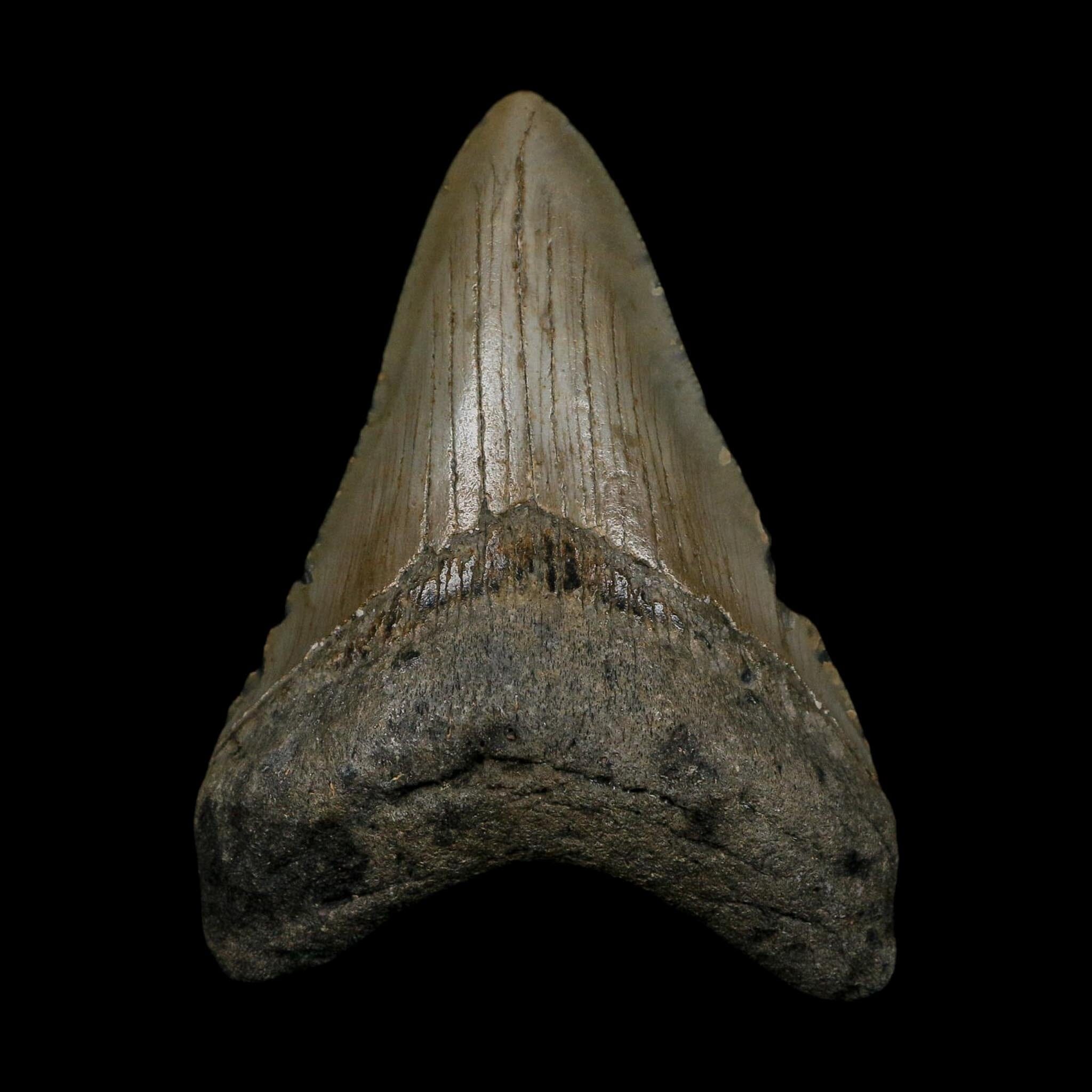 3.4" Quality Megalodon Shark Tooth Serrated Fossil Natural Miocene Age COA