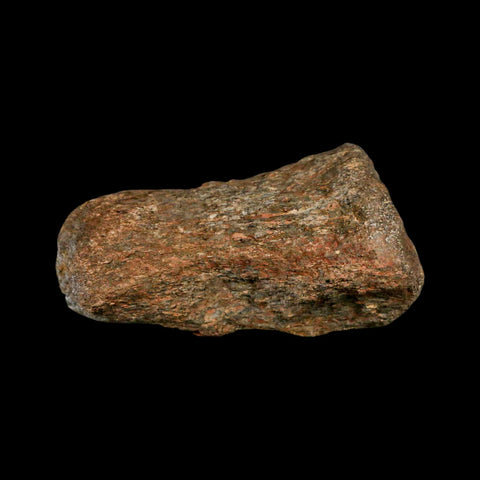 3.3" Mosasaur Fossil Vertebrae Cretaceous Dinosaur Era Texas Ozan FM COA, Metal Stand - Fossil Age Minerals