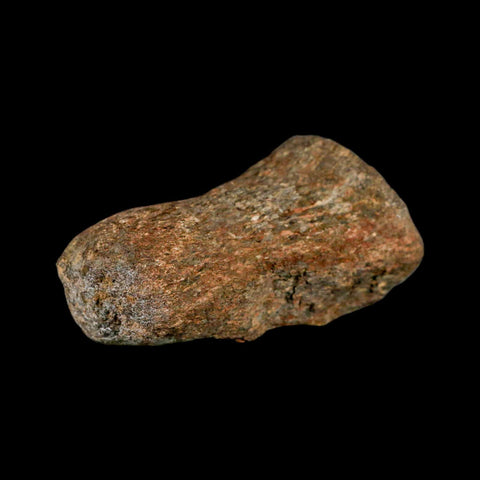 3.3" Mosasaur Fossil Vertebrae Cretaceous Dinosaur Era Texas Ozan FM COA, Metal Stand - Fossil Age Minerals