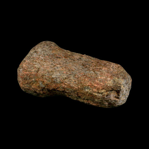 3.3" Mosasaur Fossil Vertebrae Cretaceous Dinosaur Era Texas Ozan FM COA, Metal Stand - Fossil Age Minerals