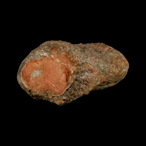 3.3" Mosasaur Fossil Vertebrae Cretaceous Dinosaur Era Texas Ozan FM COA, Metal Stand - Fossil Age Minerals