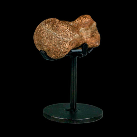 1.9" Mosasaur Fossil Vertebrae Cretaceous Dinosaur Era Texas Ozan FM COA, Metal Stand