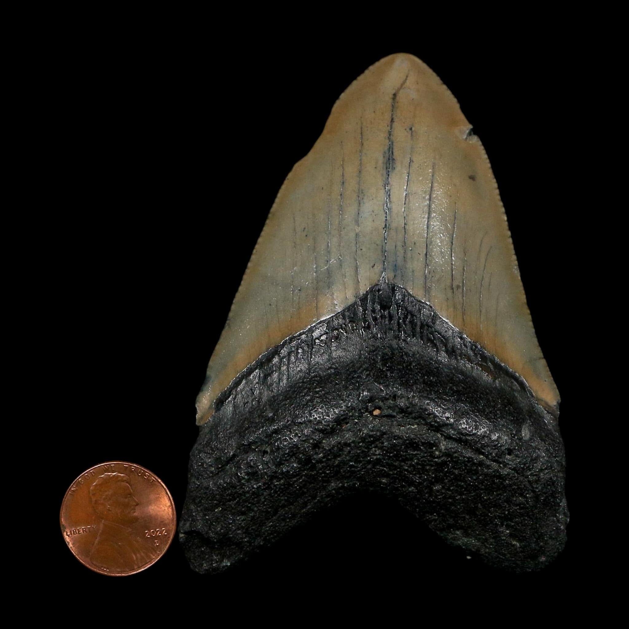 XL 3.5" Quality Megalodon Shark Tooth Serrated Fossil Natural Miocene Age COA