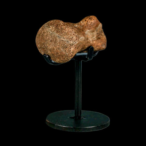 1.9" Mosasaur Fossil Vertebrae Cretaceous Dinosaur Era Texas Ozan FM COA, Metal Stand - Fossil Age Minerals