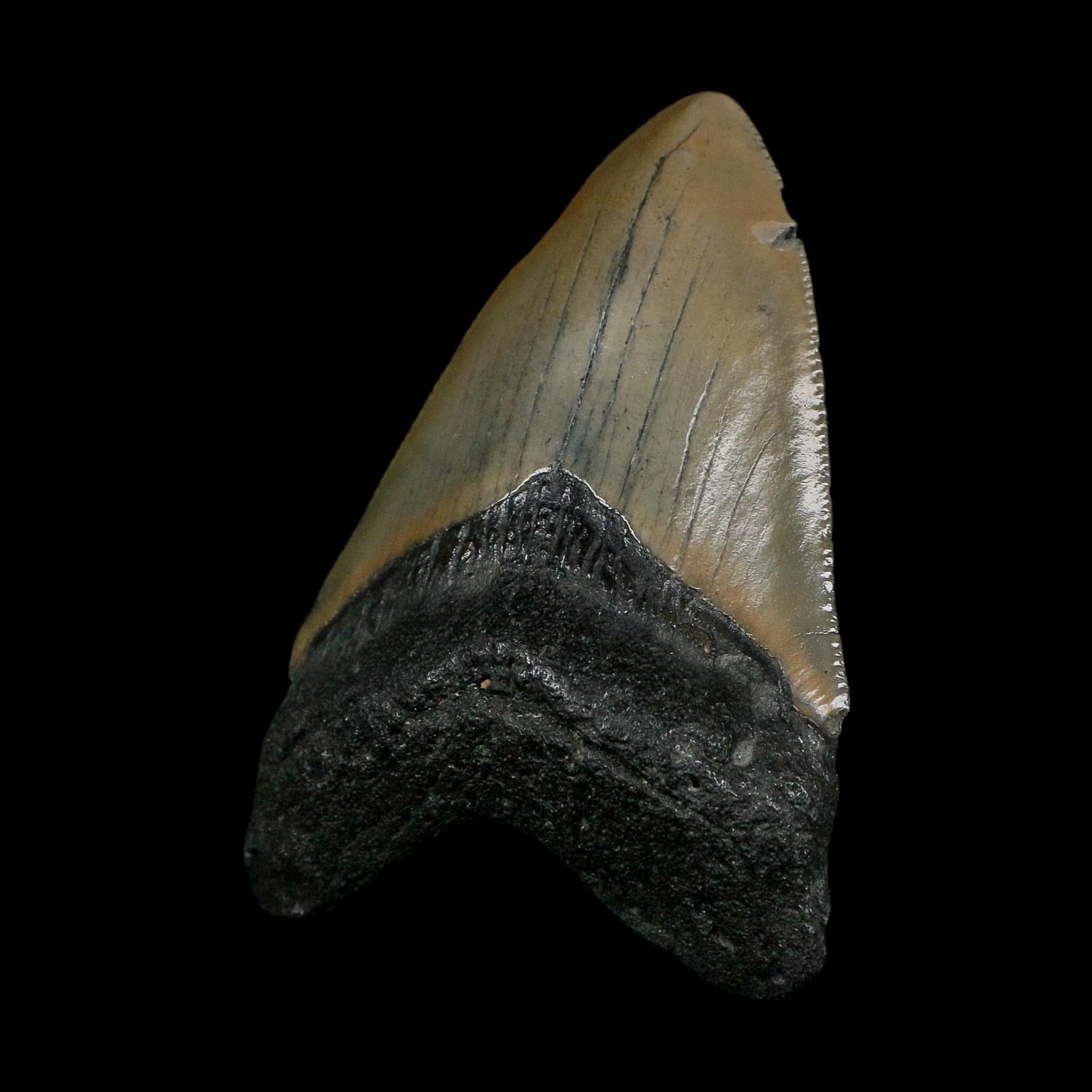 XL 3.5" Quality Megalodon Shark Tooth Serrated Fossil Natural Miocene Age COA