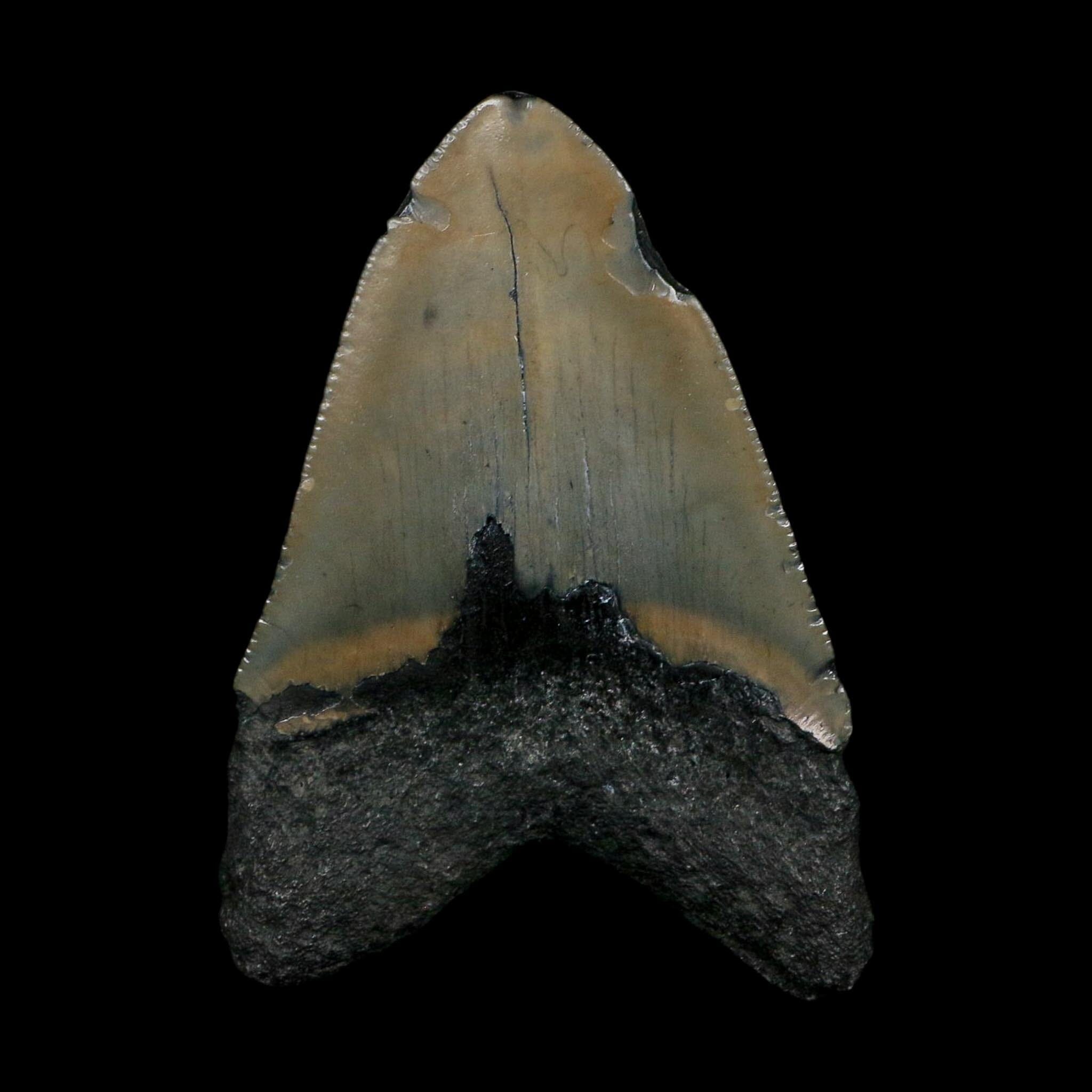 XL 3.5" Quality Megalodon Shark Tooth Serrated Fossil Natural Miocene Age COA
