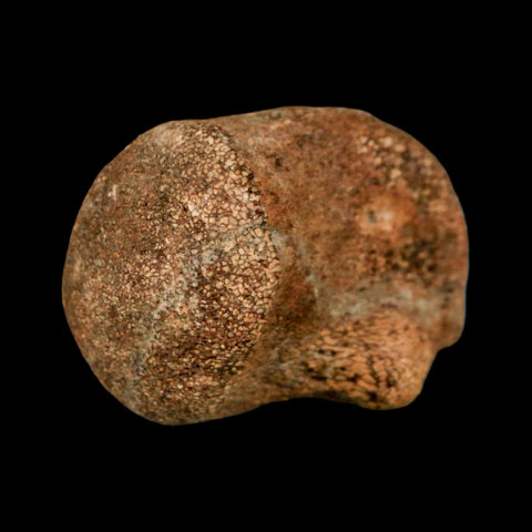 1.9" Mosasaur Fossil Vertebrae Cretaceous Dinosaur Era Texas Ozan FM COA, Metal Stand - Fossil Age Minerals