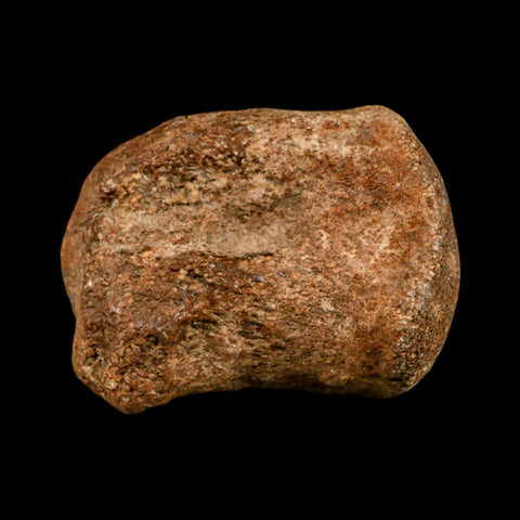 1.9" Mosasaur Fossil Vertebrae Cretaceous Dinosaur Era Texas Ozan FM COA, Metal Stand - Fossil Age Minerals