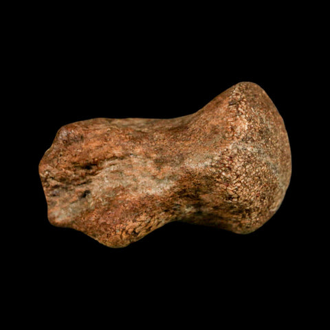 1.9" Mosasaur Fossil Vertebrae Cretaceous Dinosaur Era Texas Ozan FM COA, Metal Stand - Fossil Age Minerals