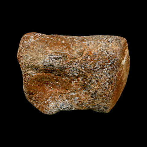 2.1" Mosasaur Fossil Vertebrae Cretaceous Dinosaur Era Texas Ozan FM COA, Metal Stand - Fossil Age Minerals