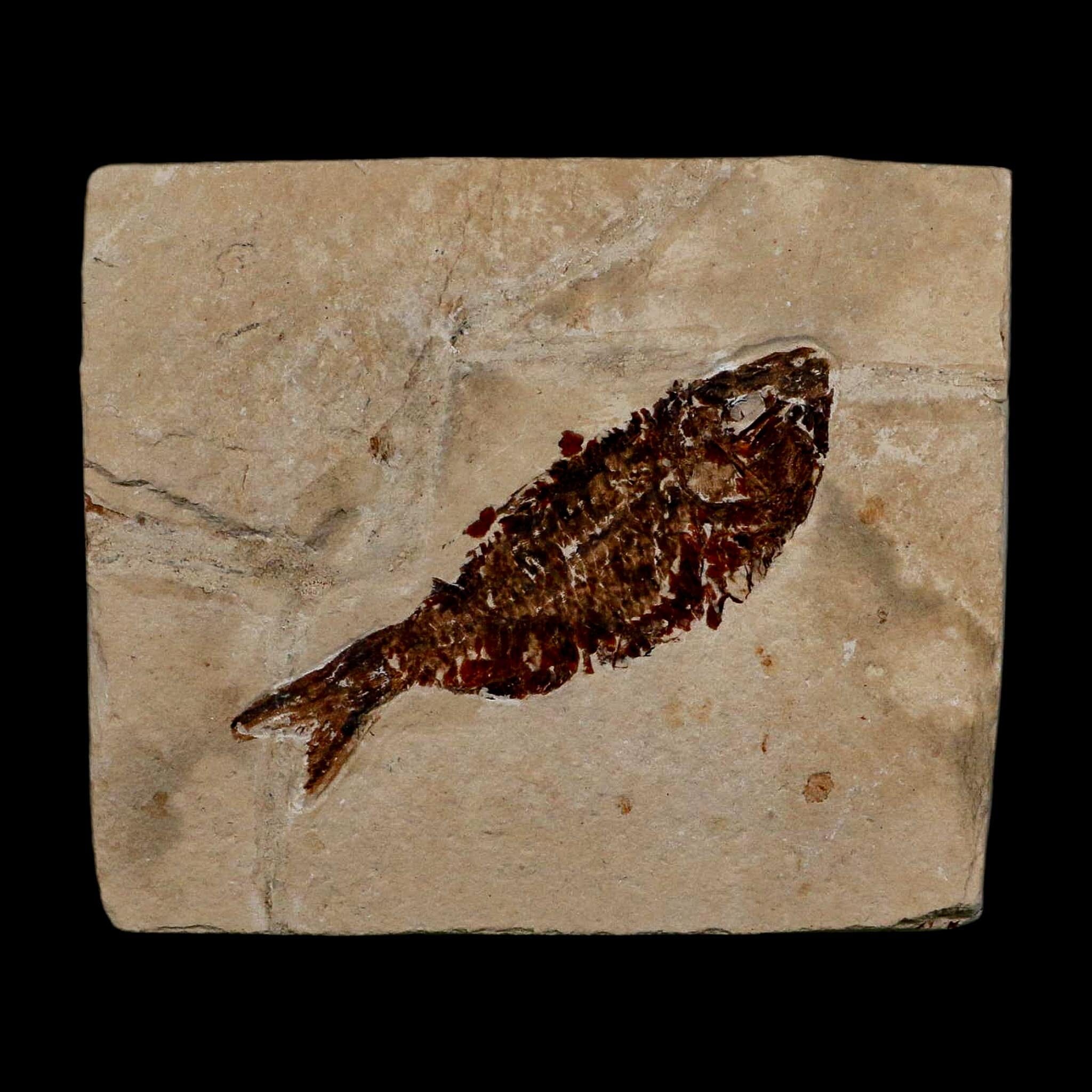2.6" Armigatus Fossil Fish Plate Cretaceous Dinosaur Age Hakel Lebanon - Fossil Age Minerals