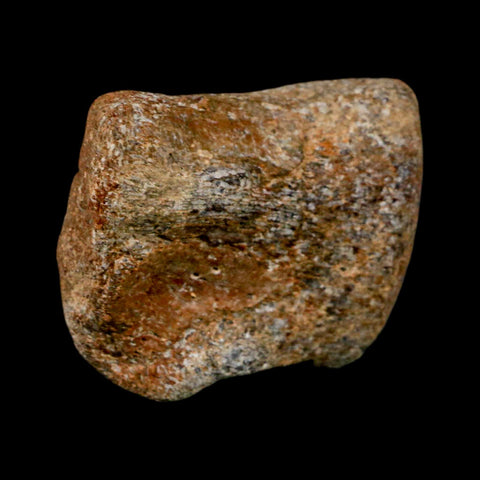 2.1" Mosasaur Fossil Vertebrae Cretaceous Dinosaur Era Texas Ozan FM COA, Metal Stand - Fossil Age Minerals