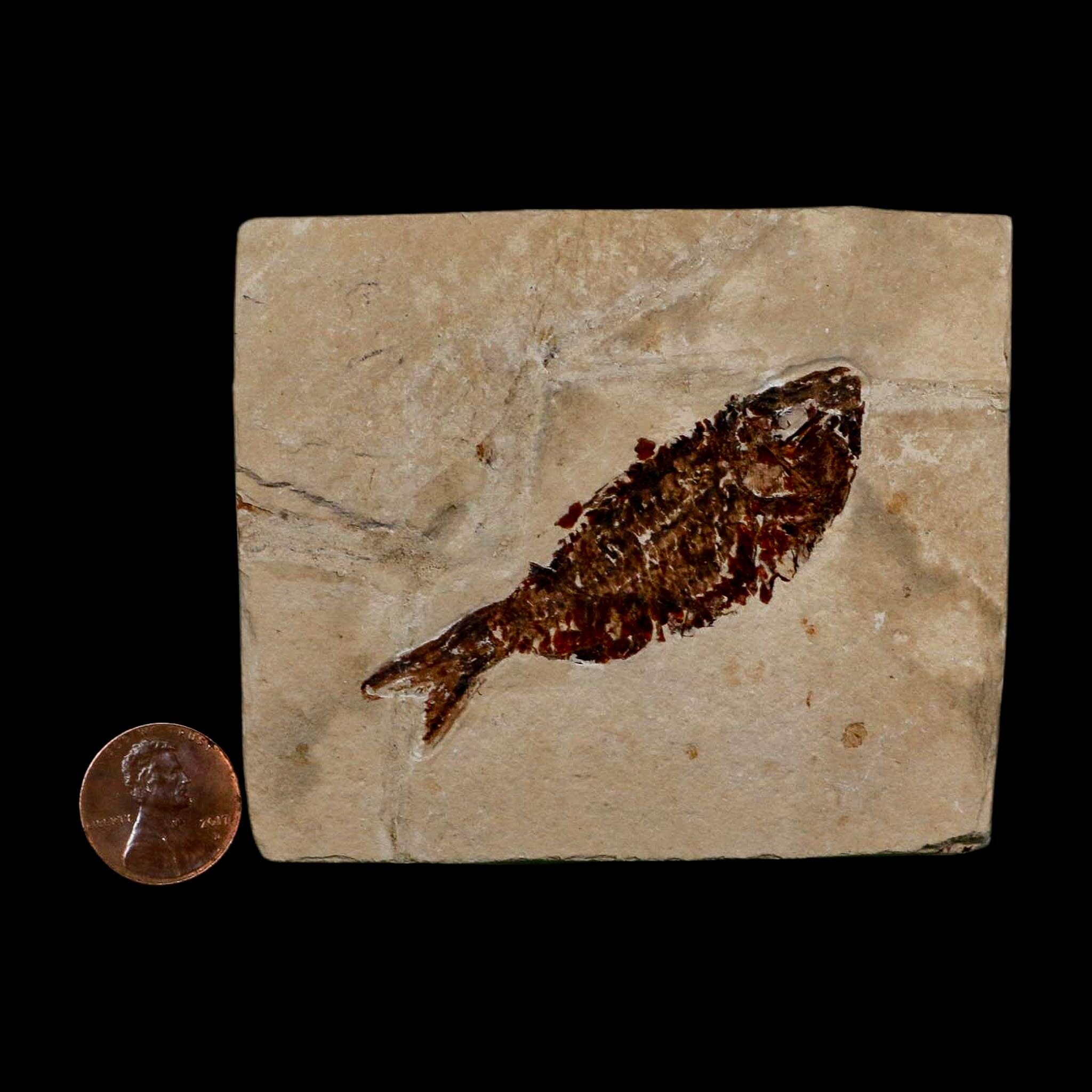 2.6" Armigatus Fossil Fish Plate Cretaceous Dinosaur Age Hakel Lebanon - Fossil Age Minerals