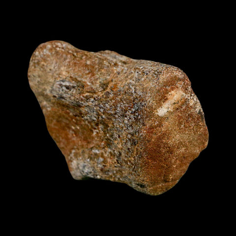 2.1" Mosasaur Fossil Vertebrae Cretaceous Dinosaur Era Texas Ozan FM COA, Metal Stand - Fossil Age Minerals