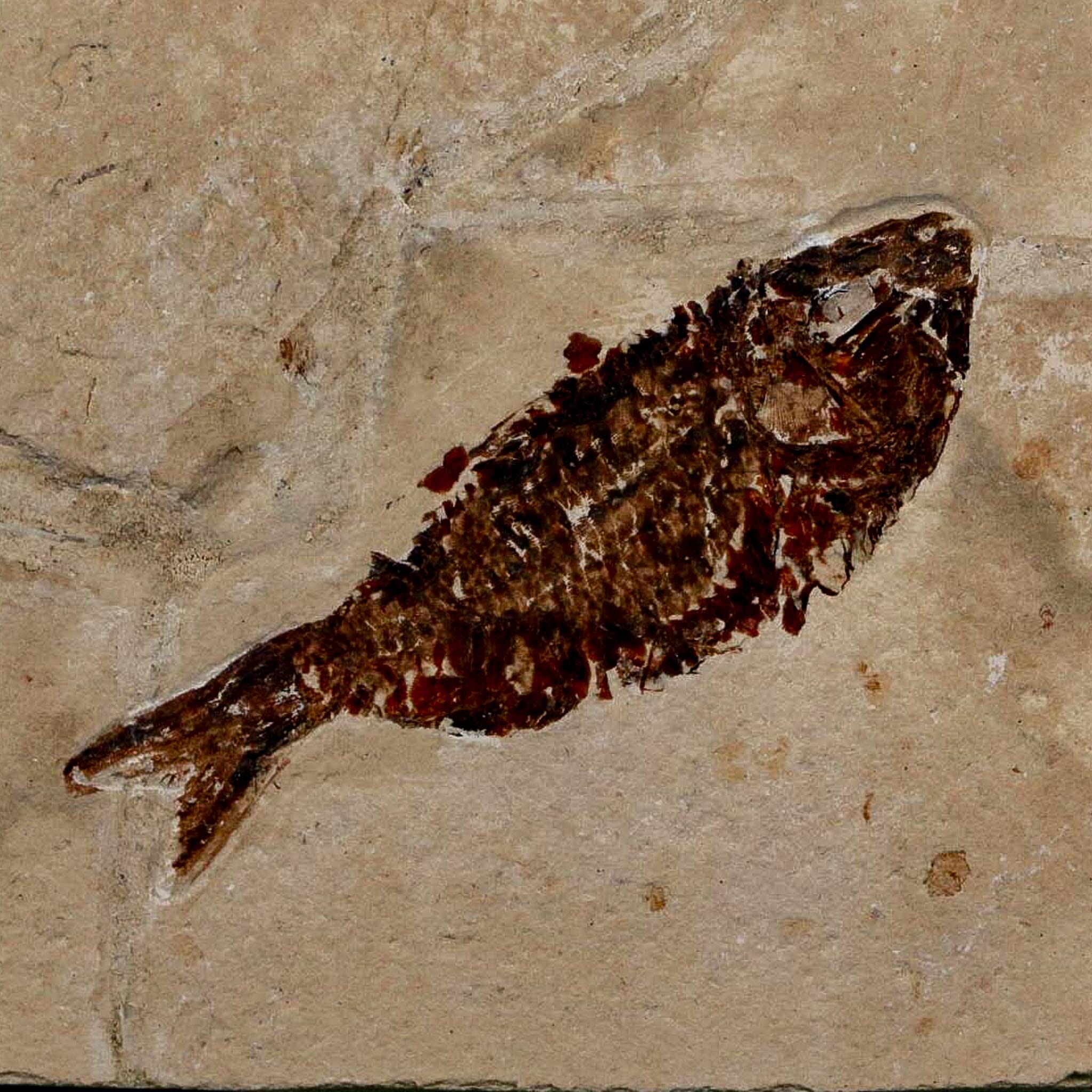 2.6" Armigatus Fossil Fish Plate Cretaceous Dinosaur Age Hakel Lebanon - Fossil Age Minerals