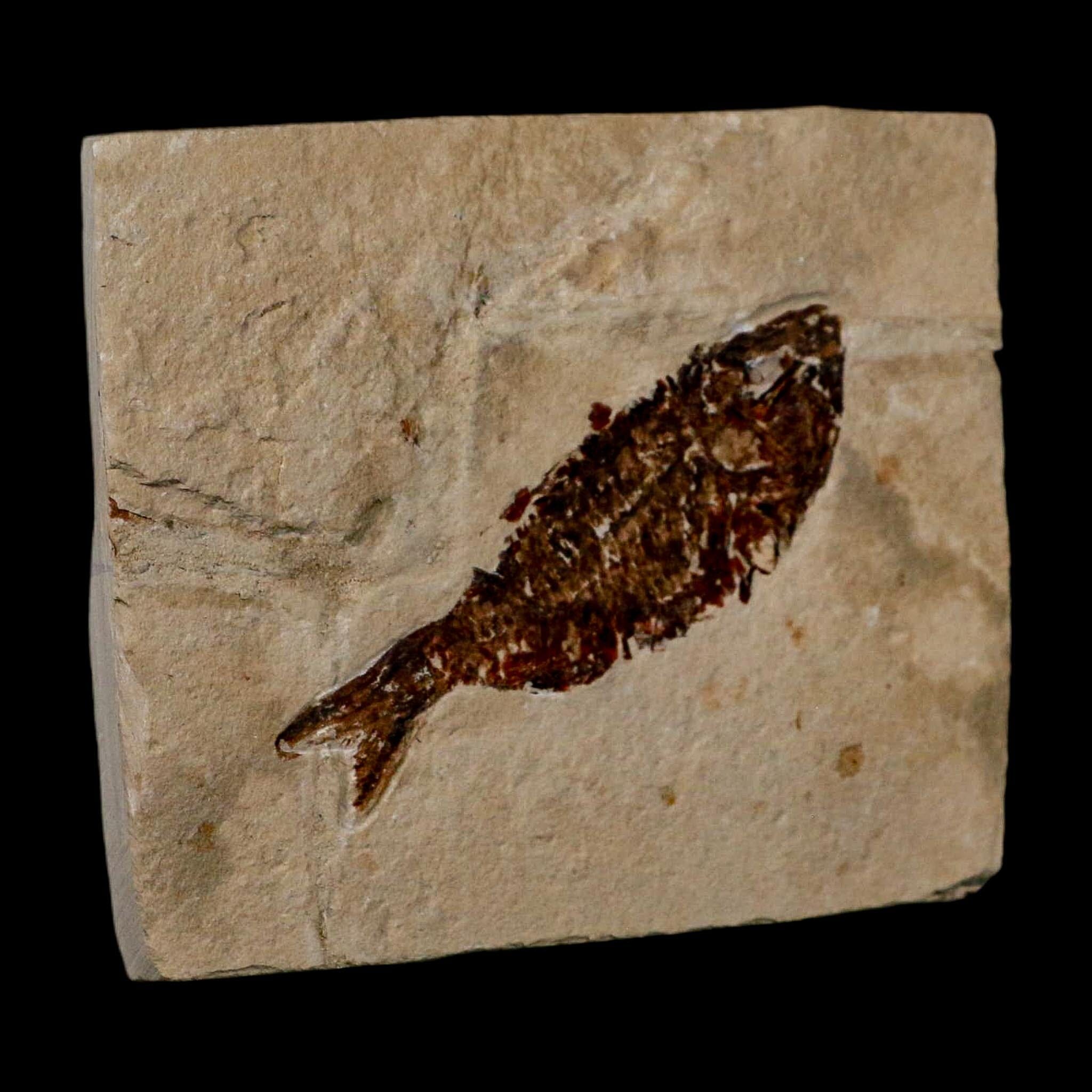 2.6" Armigatus Fossil Fish Plate Cretaceous Dinosaur Age Hakel Lebanon - Fossil Age Minerals