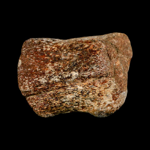 2.1" Mosasaur Fossil Vertebrae Cretaceous Dinosaur Era Texas Ozan FM COA, Metal Stand - Fossil Age Minerals