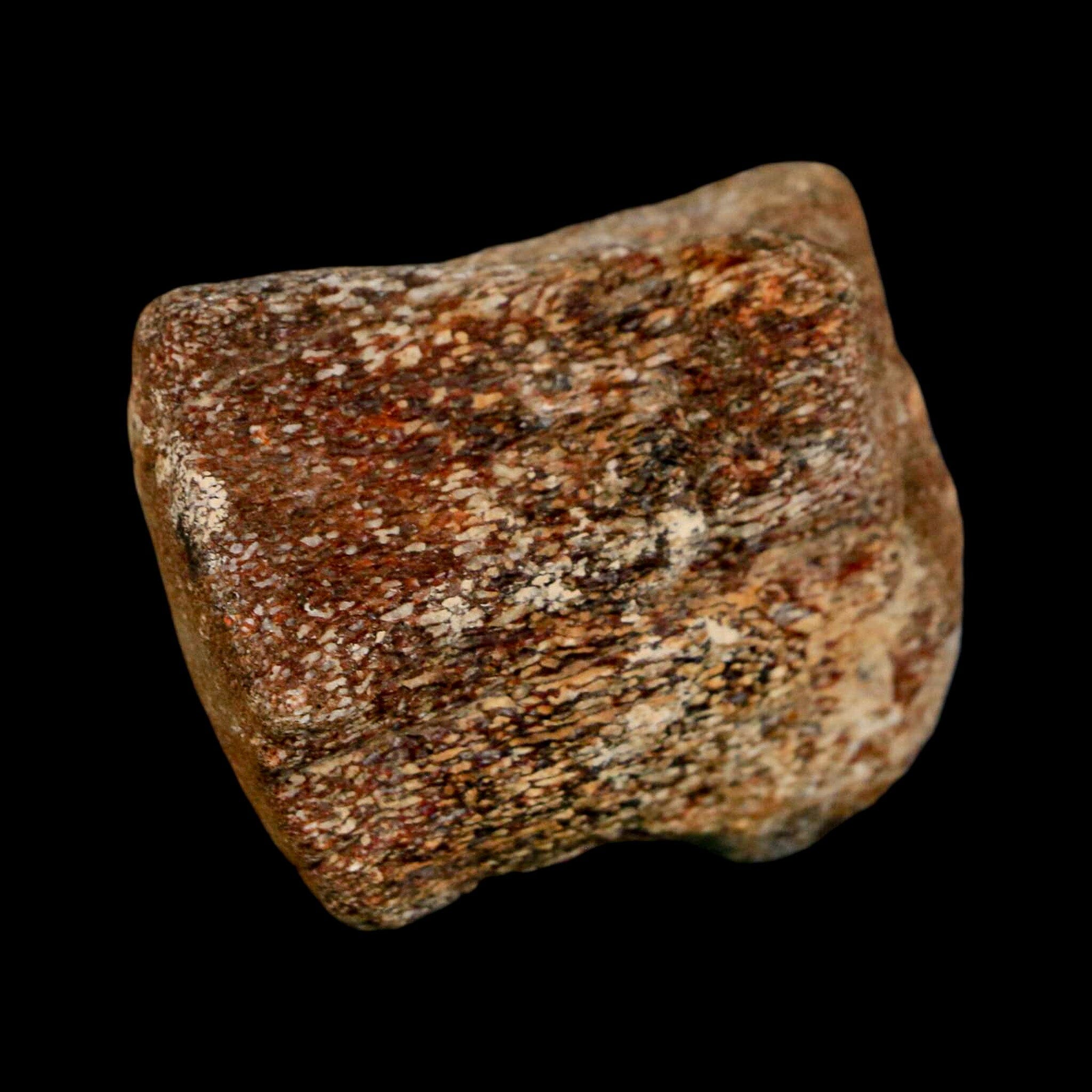 2.1" Mosasaur Fossil Vertebrae Cretaceous Dinosaur Era Texas Ozan FM COA, Metal Stand - Fossil Age Minerals