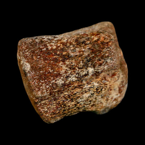 2.1" Mosasaur Fossil Vertebrae Cretaceous Dinosaur Era Texas Ozan FM COA, Metal Stand - Fossil Age Minerals