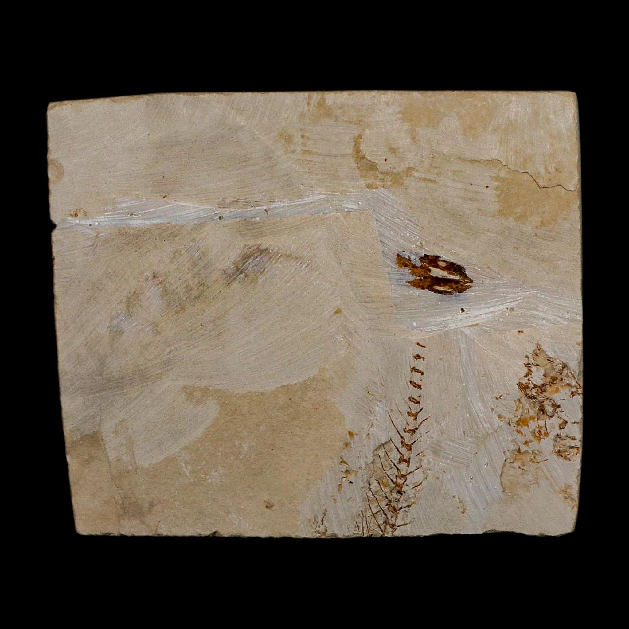 2.6" Armigatus Fossil Fish Plate Cretaceous Dinosaur Age Hakel Lebanon - Fossil Age Minerals