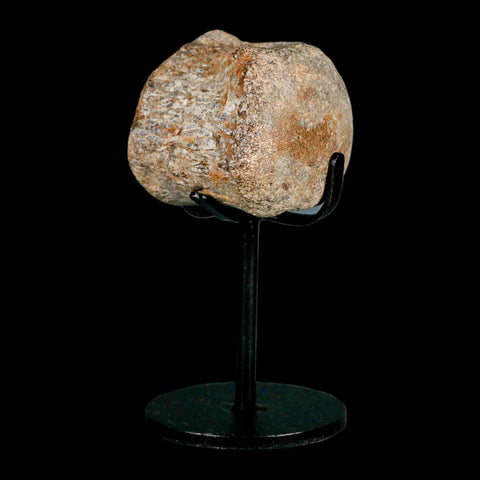 1.7" Mosasaur Fossil Vertebrae Cretaceous Dinosaur Era Texas Ozan FM COA, Metal Stand - Fossil Age Minerals