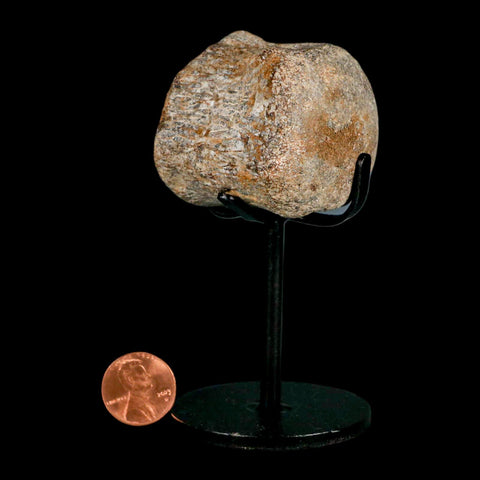 1.7" Mosasaur Fossil Vertebrae Cretaceous Dinosaur Era Texas Ozan FM COA, Metal Stand - Fossil Age Minerals