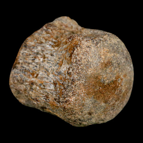 1.7" Mosasaur Fossil Vertebrae Cretaceous Dinosaur Era Texas Ozan FM COA, Metal Stand - Fossil Age Minerals