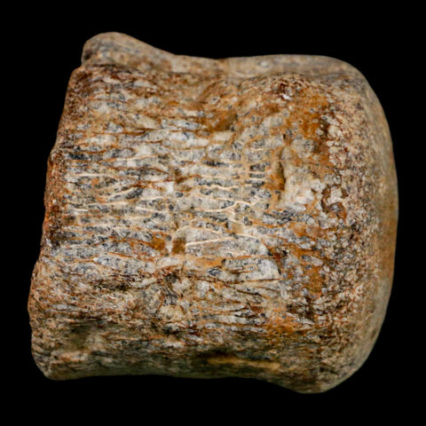 1.7" Mosasaur Fossil Vertebrae Cretaceous Dinosaur Era Texas Ozan FM COA, Metal Stand - Fossil Age Minerals