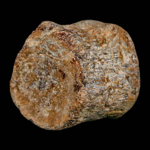 1.7" Mosasaur Fossil Vertebrae Cretaceous Dinosaur Era Texas Ozan FM COA, Metal Stand - Fossil Age Minerals