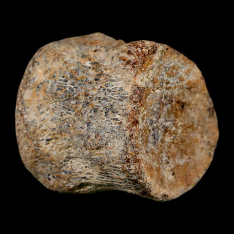 1.7" Mosasaur Fossil Vertebrae Cretaceous Dinosaur Era Texas Ozan FM COA, Metal Stand - Fossil Age Minerals