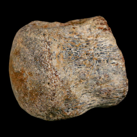 1.7" Mosasaur Fossil Vertebrae Cretaceous Dinosaur Era Texas Ozan FM COA, Metal Stand - Fossil Age Minerals