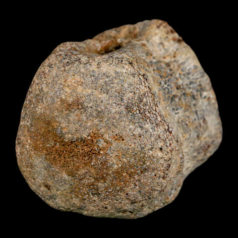 1.7" Mosasaur Fossil Vertebrae Cretaceous Dinosaur Era Texas Ozan FM COA, Metal Stand - Fossil Age Minerals