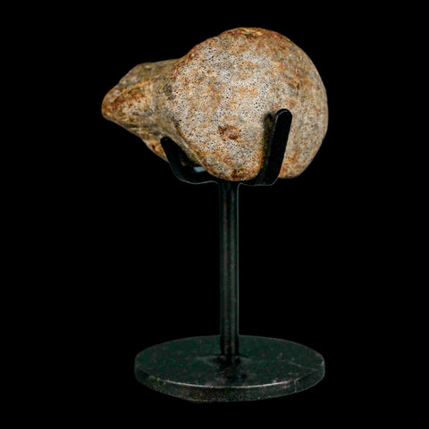 1.9" Mosasaur Fossil Vertebrae Cretaceous Dinosaur Era Texas Ozan FM COA, Metal Stand - Fossil Age Minerals