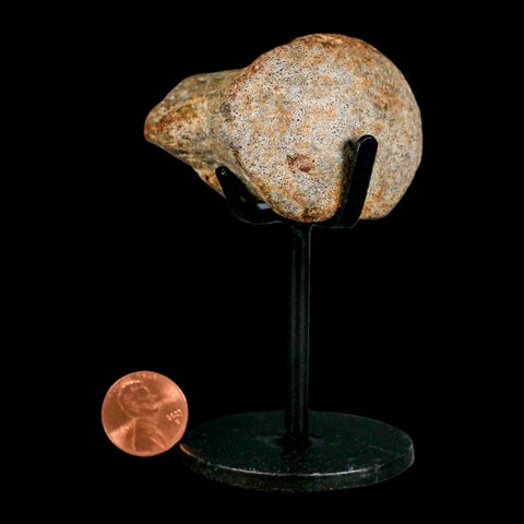 1.9" Mosasaur Fossil Vertebrae Cretaceous Dinosaur Era Texas Ozan FM COA, Metal Stand - Fossil Age Minerals