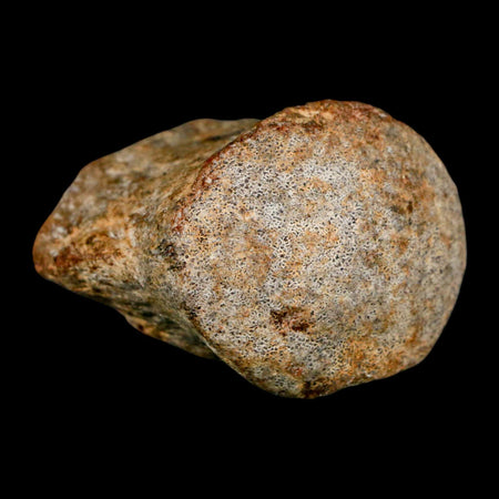 1.9" Mosasaur Fossil Vertebrae Cretaceous Dinosaur Era Texas Ozan FM COA, Metal Stand