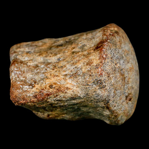 1.9" Mosasaur Fossil Vertebrae Cretaceous Dinosaur Era Texas Ozan FM COA, Metal Stand - Fossil Age Minerals