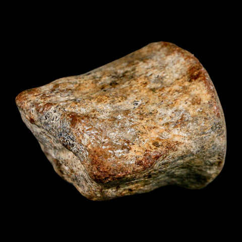 1.9" Mosasaur Fossil Vertebrae Cretaceous Dinosaur Era Texas Ozan FM COA, Metal Stand - Fossil Age Minerals