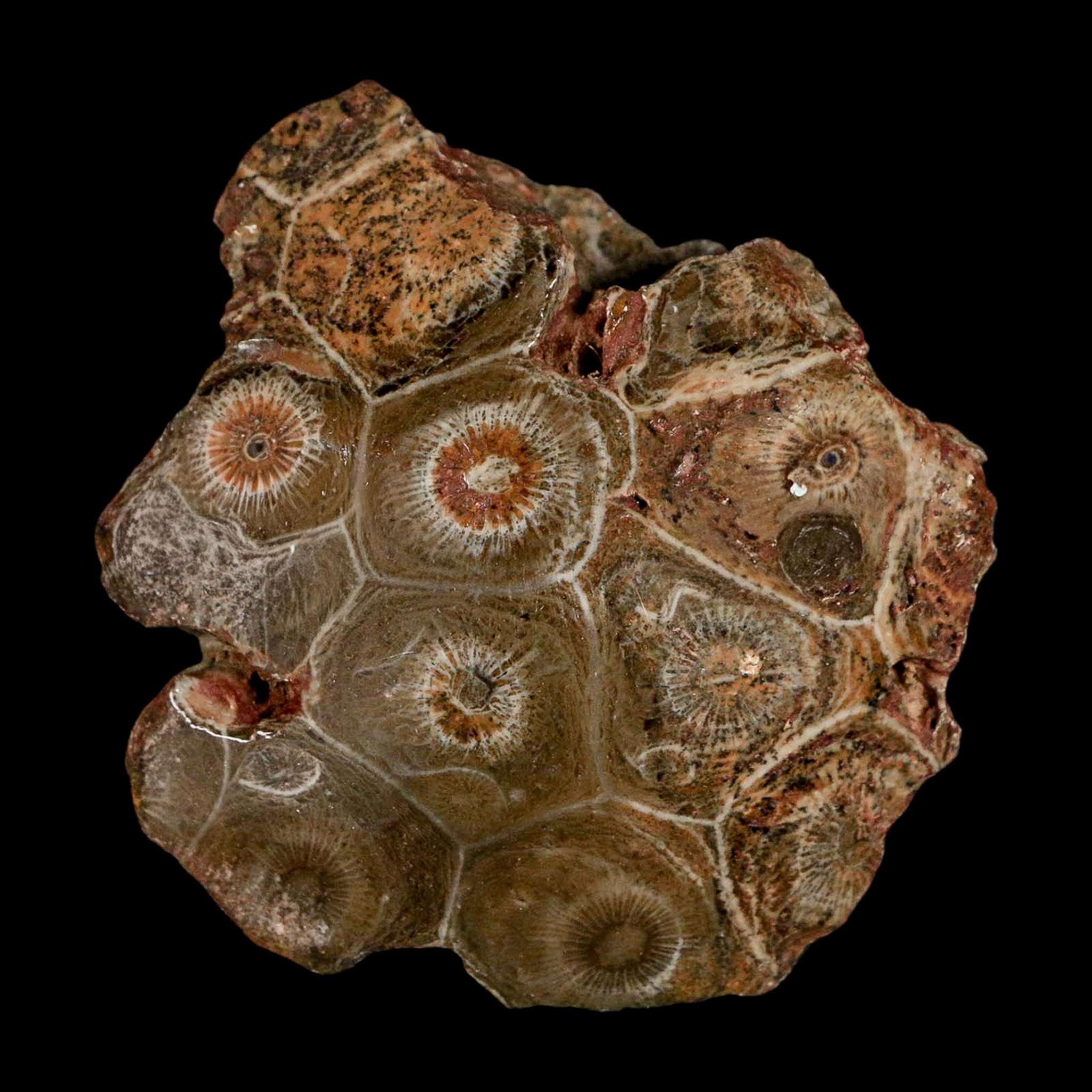 2.7" Polished Hexagonaria Coral Fossil Devonian Age 350 Million Yrs Old Morocco - Fossil Age Minerals