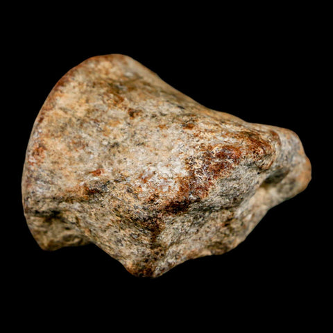 1.9" Mosasaur Fossil Vertebrae Cretaceous Dinosaur Era Texas Ozan FM COA, Metal Stand - Fossil Age Minerals