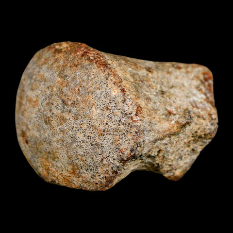 1.9" Mosasaur Fossil Vertebrae Cretaceous Dinosaur Era Texas Ozan FM COA, Metal Stand - Fossil Age Minerals